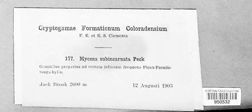 Mycena subincarnata image